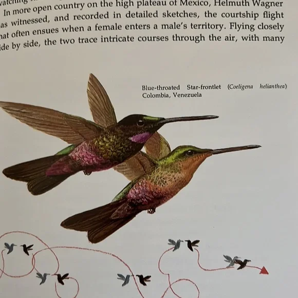 The Life Of The Hummingbird by Alexander F. Skutch HC book - Picture 10 of 12